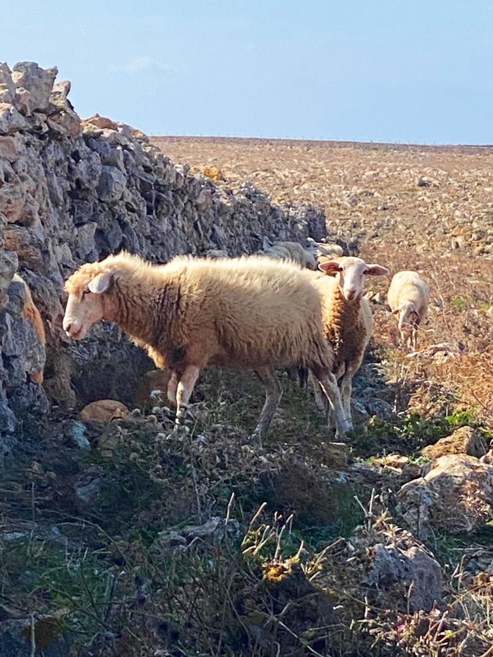 Cliff Trail Ersatz_3