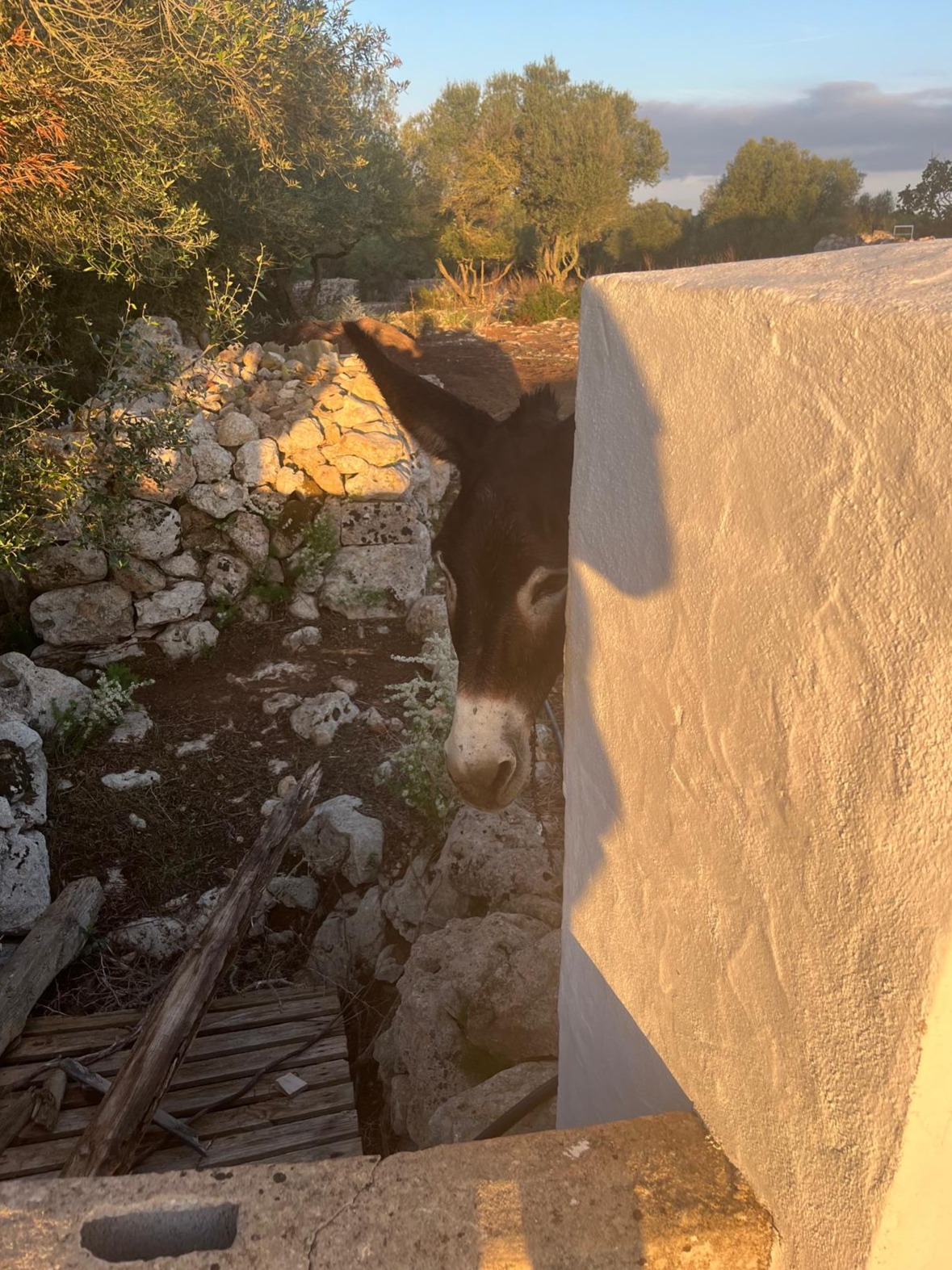 Foto 05.10.24, 11 33 23 (1)